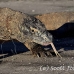 dragon_komodo_hsb_rinca_h_0806_kom2581.jpg